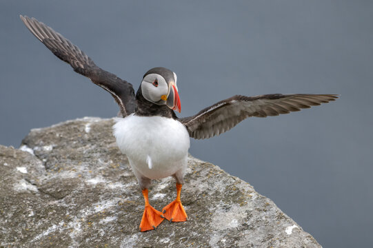 Puffin (Fratercula arctica) standing on rock, spreading wings, Runde, Norway. June.  