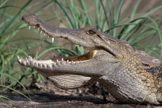 West African crocodile (Crocodylus suchus) with mouth open, head portrait, Allahein River, The Gambia. 