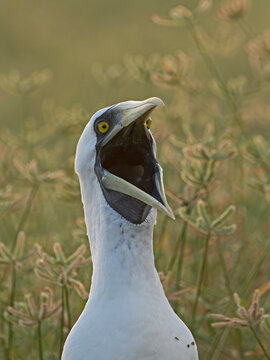 Masked booby (Sula dactylatra) calling, head portrait, Wizard Island, Cosmoledo Atoll, Seychelles. 