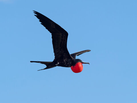 Great frigatebird (Fregata minor) male, in flight with gular sac inflated in courtship display, Cosmoledo Atoll, Seychelles.