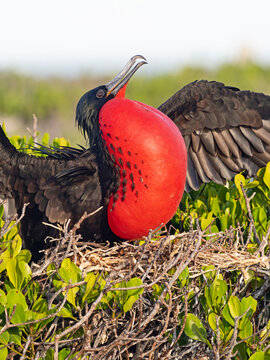 Great frigatebird (Fregata minor) male, with gular sac inflated in courtship display at breeding colony, Cosmoledo Atoll, Seychelles. 