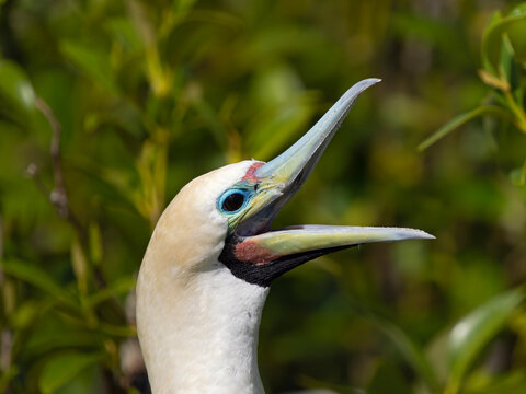 Red-footed booby (Sula sula) calling, head portrait, Cosmoledo Atoll, Seychelles. 