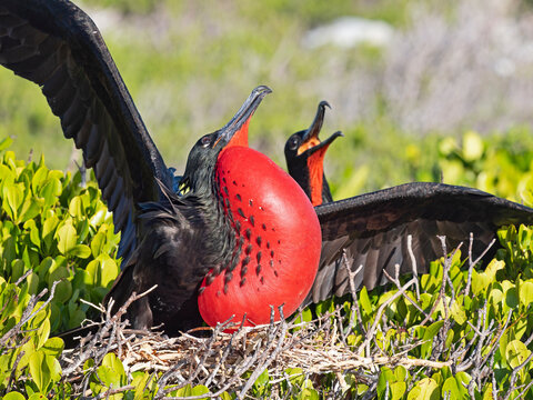 Great frigatebird (Fregata minor) male, with gular sac inflated in courtship display at breeding colony, Cosmoledo Atoll, Seychelles. 
