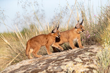 Two Caracal (Caracal caracal) cubs, aged 9 weeks, walking over rocks, Spain. Captive, occurs in Africa and Asia. 