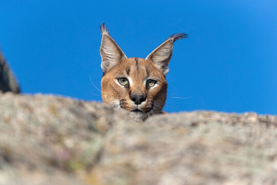 Caracal (Caracal caracal) male, peering over rock against blue sky, Spain. Captive, occurs in Africa and Asia. 