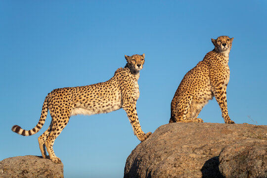 Two Cheetahs (Acinonyx jubatus) standing and sitting on rocks against blue sky, Spain. Captive. 