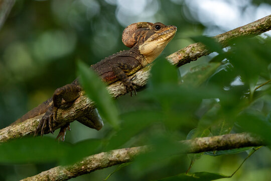 Brown basilisk / Jesus Christ lizard (Basiliscus vittatus) resting on a branch, Bahia Solano, Choco, Colombia. 