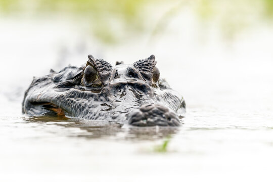 Spectacled caiman (Caiman crocodilus) submerged in swamp water, head portrait, Los Llanos, Colombia. 