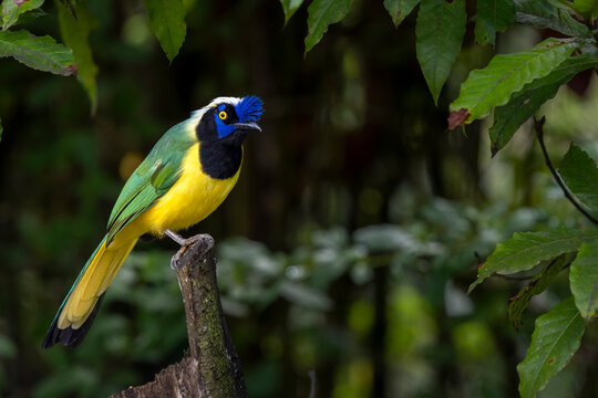 Green jay (Cyanocorax yncas) perched on broken branch, Medellin area, Antioquia, Colombia. 