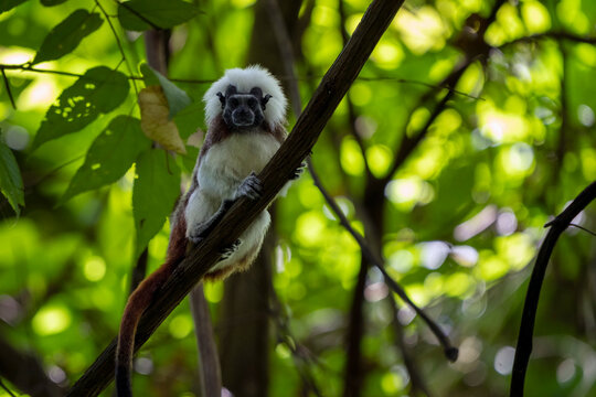 Cotton-top tamarin (Saguinus oedipus) sitting in tree, Tayrona National Park, Magdalena, Colombia. Critically endangered. 