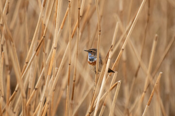 Blaukehlchen im Schilf