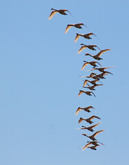 birds flying in the sky