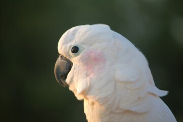 Salmon sulphur-crested cockatoo