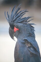 Black cockatoo, Palm cockatoo