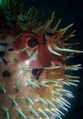 the face of an inflated puffer fish
