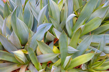 Agave plant green tone color natural abstract pattern background - Agave attenuata, Fox Tail Agave...