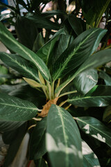 Fototapeta premium Aglaonema is a genus of flowering plants in the arum family, Araceae