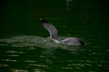 Fototapeta premium Seagulls dive into the water. Seagulls playing in the sea, taking off, floating.