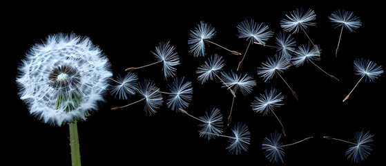 A closeup photorealistic image of a dandelion puff, its seeds blowing away like miniature Earths on the wind