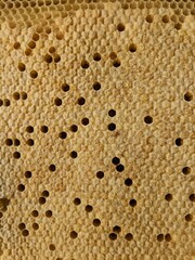 Honey bee brood on a wooden frame in an ecological family beekeeping farm. A close-up view showcasing sustainable beekeeping practices and the importance of Apis mellifera in nature.

