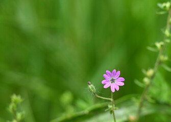 Beautiful close-up of geranium pusillum