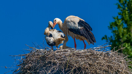 Störche mit vier Jungvögeln im Nest
