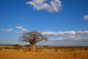Afrikanische Affenbrotbaum oder Afrikanischer Baobab (Adansonia digitata) in Afrikanischer Landschaft
