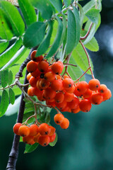 Vogelbeere oder Eberesche (Sorbus aucuparia) Baum mit vielen roten Beeren 
