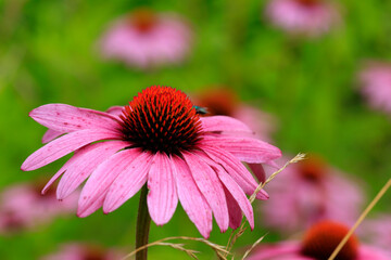 Sonnenhüte (Echinacea purpurea) Heilpflanze