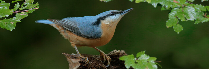 Kleiber (Sitta europaea) oder Spechtmeise sitzt auf Baumstamm, Panorama 