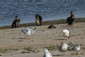 Fototapeta premium The beauty of the seagull on the Baltic Sea beach