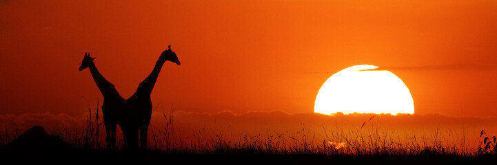 Zwei Giraffen in der Steppe bei Sonnenuntergang, Ostafrika, Panorama 