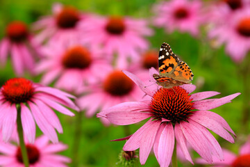 Sonnenhüte (Echinacea) Pflanze mit vielen Blüten und Schmetterling