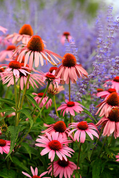 Sonnenh&uuml;te (Echinacea) Pflanze mit vielen Bl&uuml;ten und  Blauraute 