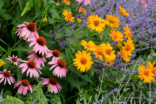 Sonnenh&uuml;te (Echinacea) Pflanze mit vielen Bl&uuml;ten und  Blauraute 