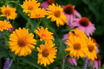 Gelbe Sonnenhut (Echinacea paradoxa) seltsamer Scheinsonnenhut