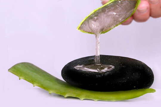 Aloe Vera Blatt"-Bilder: Stock-Fotos & -Videos. | Adobe Stock