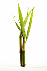 Fototapeta premium Tall bamboo plant with green leaves on it's stems.