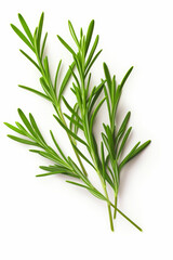 Fototapeta premium Close up of green plant on white surface.