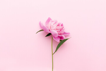 Pink peony on a pink background. Minimalism. Top view. Space for text.