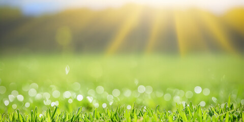 Obraz premium Green Meadow With Beautiful Sunny Background