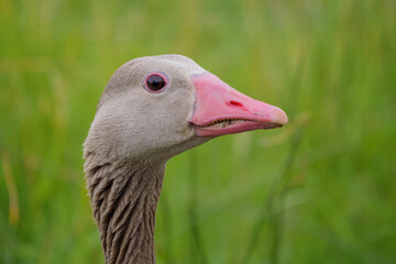 Close-up of a Greylag Goose in a grassy field during daytime