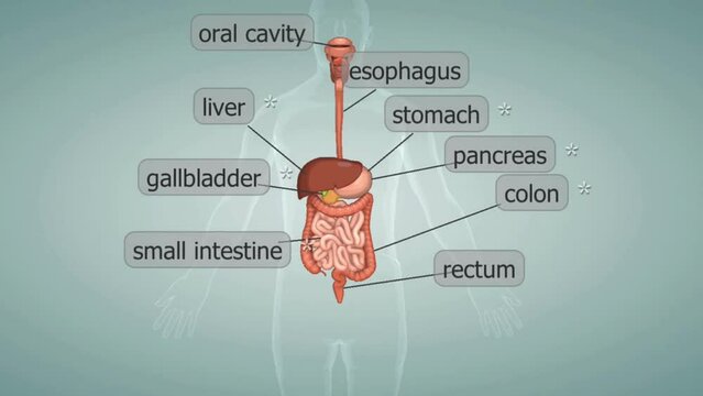 Human digestive system anatomy