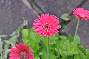 ピンクのマーガレットの花