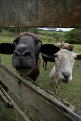 Fototapeta premium sheep on a farm