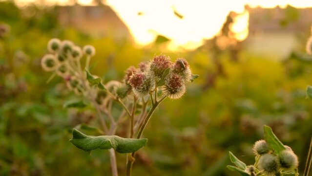Burdock blossoms in the garden. Selective focus.