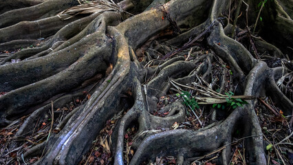 Earth full of big roots of a natural plant. Amazing centenarian tree with large trunk and big roots above the ground. View of the old tree with roots. Close up view of the base of the tree in forest.