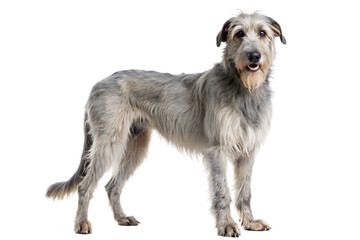 a full body Irish wolfhound , white background. AI GENERATED