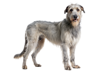 a full body Irish wolfhound , white background. AI GENERATED