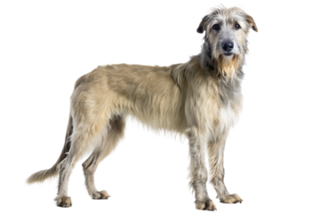 a full body irish wolfhound , white background.AI GENERATED 